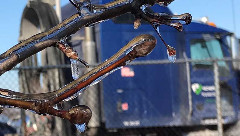 ice on branches at the Highway Transport trucking yard